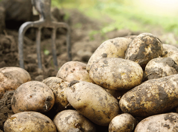 Potato price rises are sweet news for alternatives