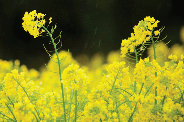 yellow rape plants