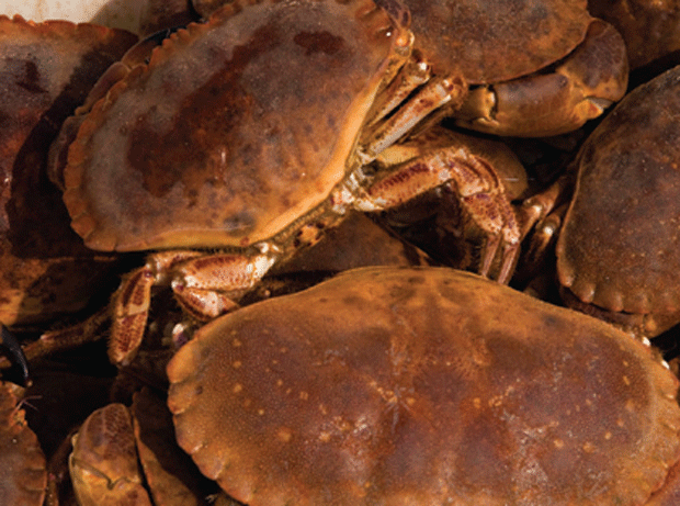 Cromer Crab's bid for protected name status kicks off