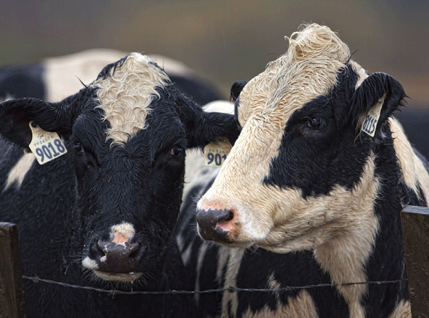 Global weather puts big squeeze on dairy commodities prices