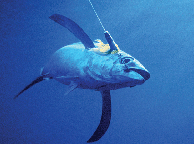Tuna caught on fishing line