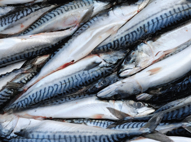 Iceland and Faroes have not yet agreed to catch less fish