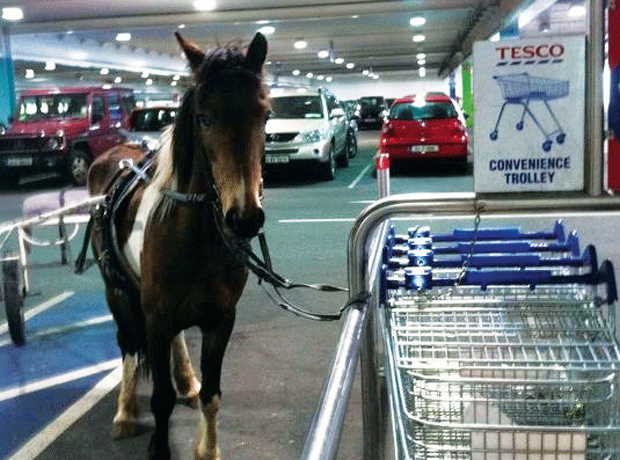 Horse attached to tesco trolley