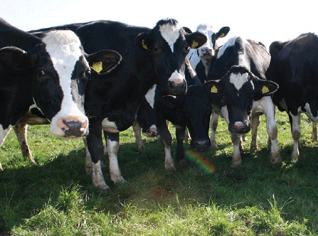 Dairy farmers urged: cull cows to boost milk prices