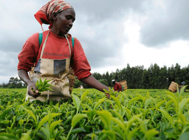 Fairtrade Foundation 'losing the plot' claim tea growers