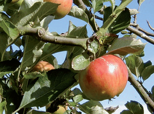 Apples in tree