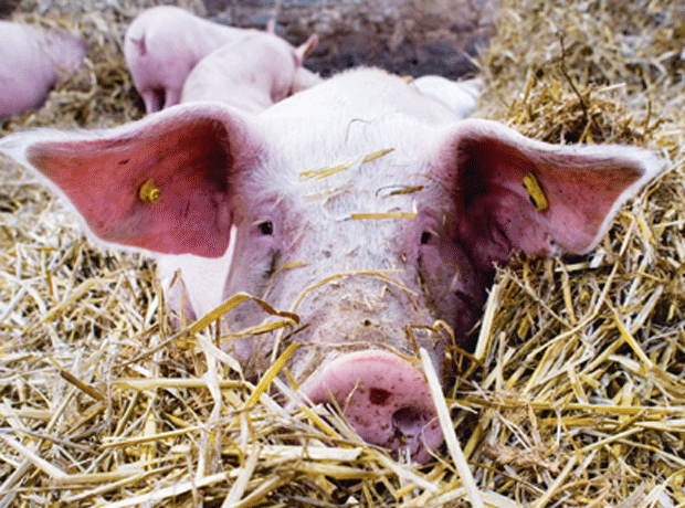 Pig in straw