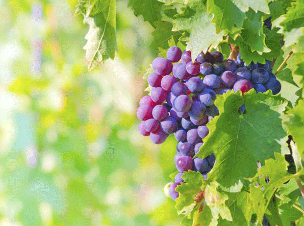 Wine prices eased by strong grape harvest in Southern Hemisphere