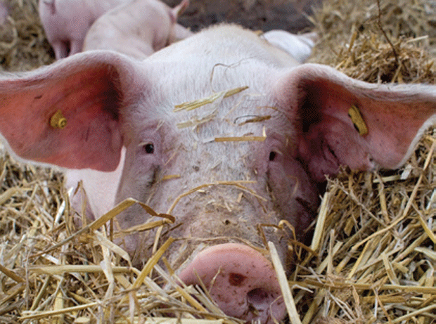 pigs in hay