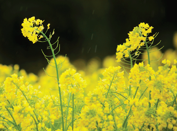 yellow rape plants