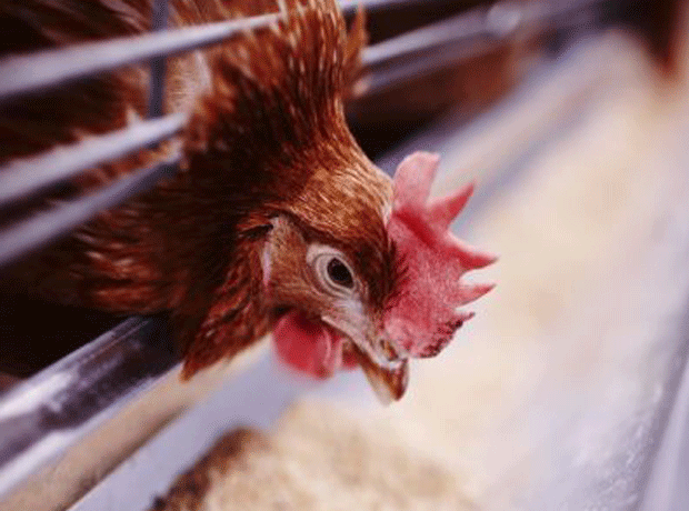 GM poultry feed policy shift hikes non-GM soy price