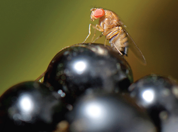 Growers warned over drosophila fly threat
