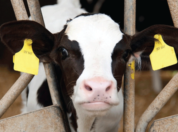 Tesco hikes milk price for dairy farmers