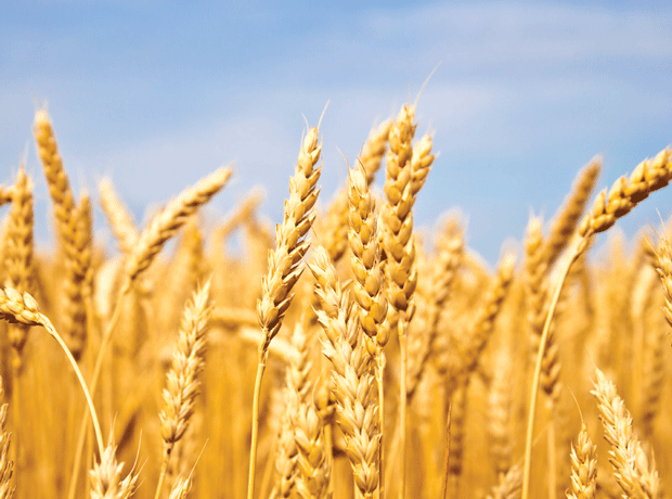 Grim wheat outlook for UK contrasts with global picture