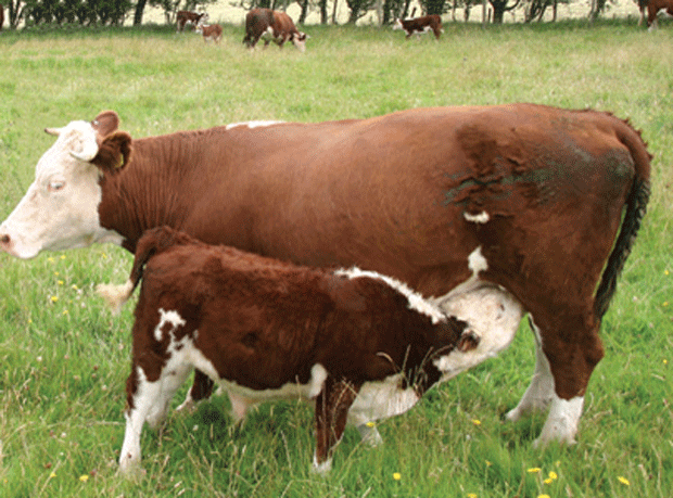 Calf and cow