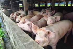 Animal welfare groups urge government to launch pig gassing consultation