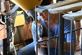 Foie gras ban endangered by EU reset negotiations, charities warn