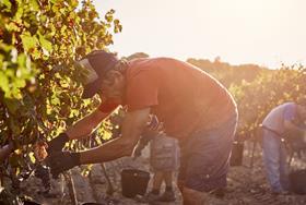 Mediterranean food imports endangered by worker heat stress