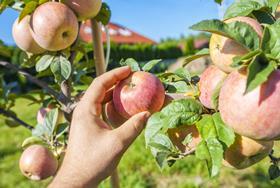 Labour provider ‘ruined’ after seasonal worker legal wrangle