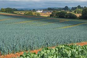 Fresh produce growth stunted as growers battle heat pressure